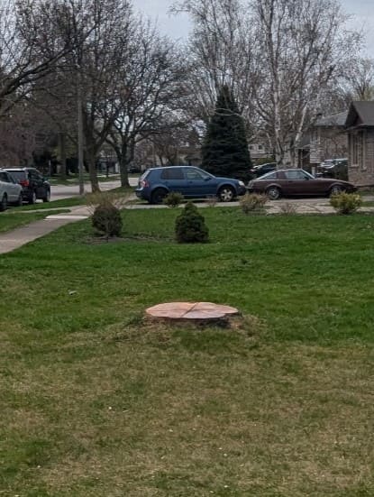 Tree Stump Removal Process in St. Catharines, Niagara Falls & Welland