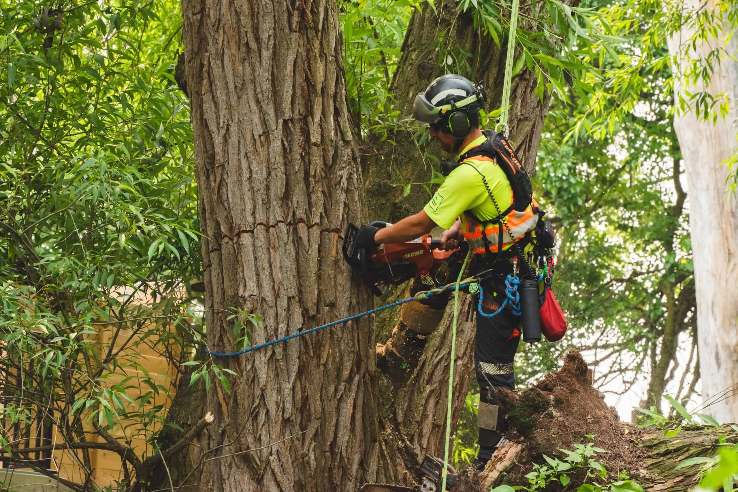 man cut tree in St. Catharines