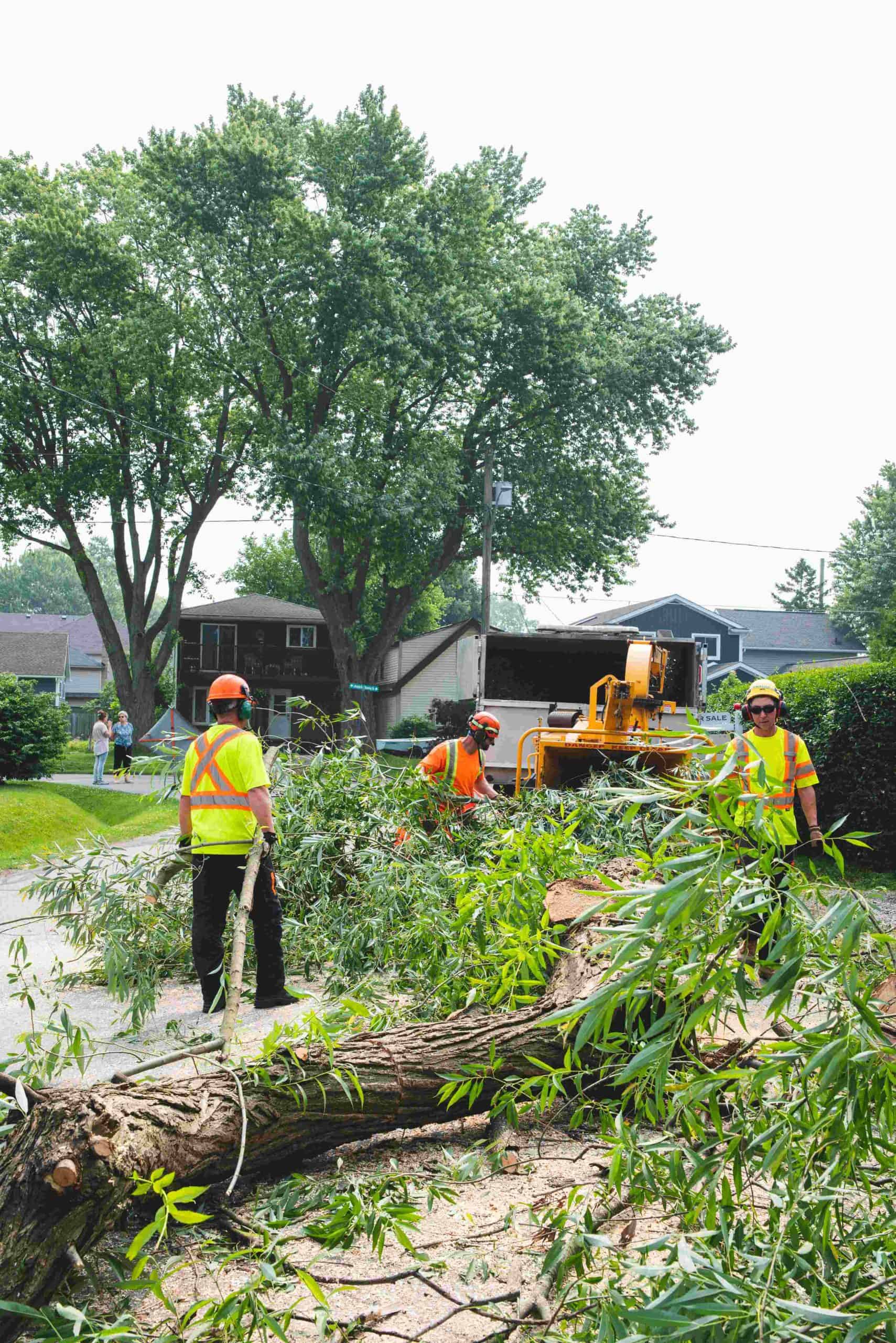 Professional Tree Care in St. Catharines