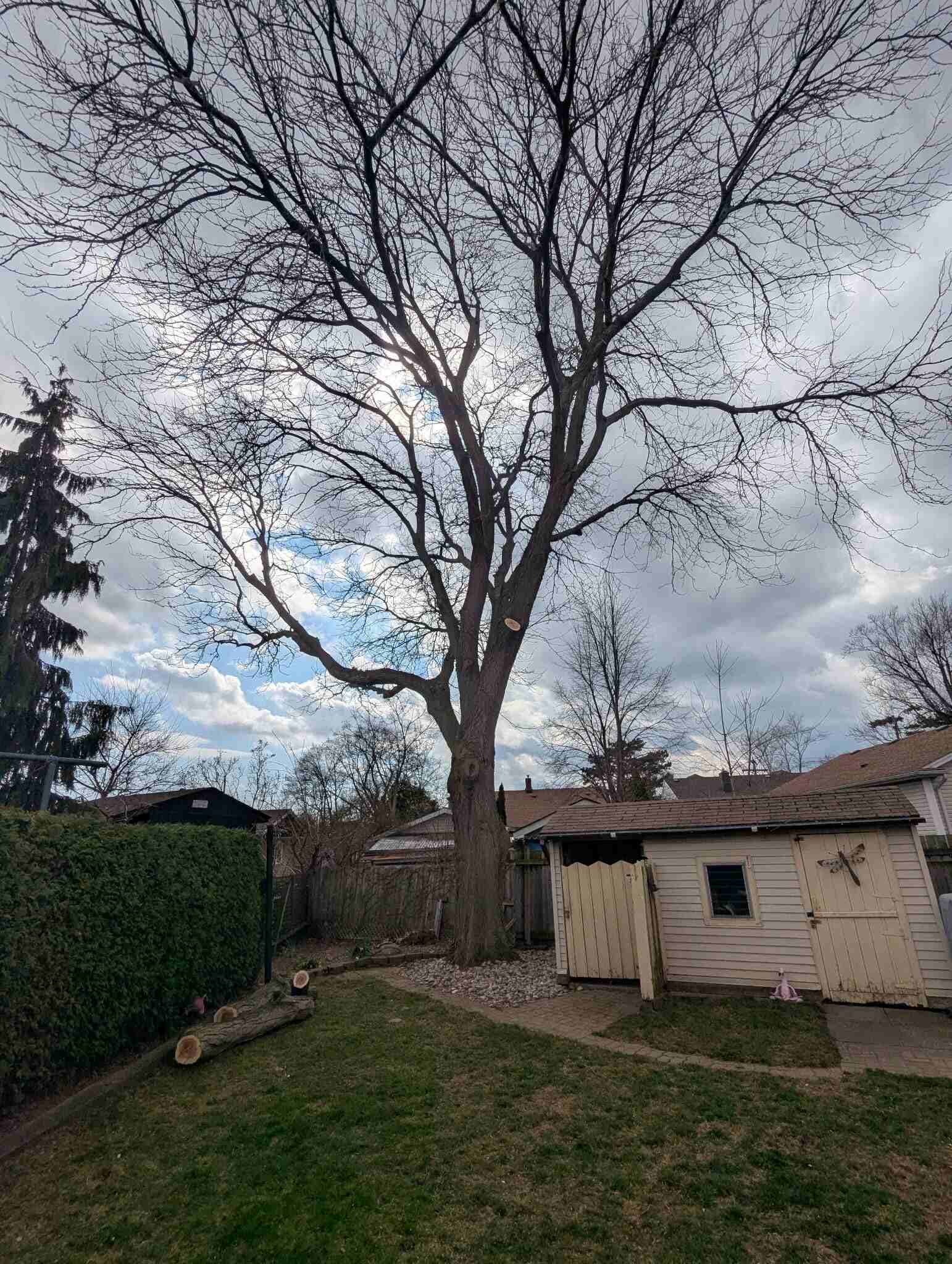 Canopy Lifting in St. Catharines, Niagara Falls & Welland