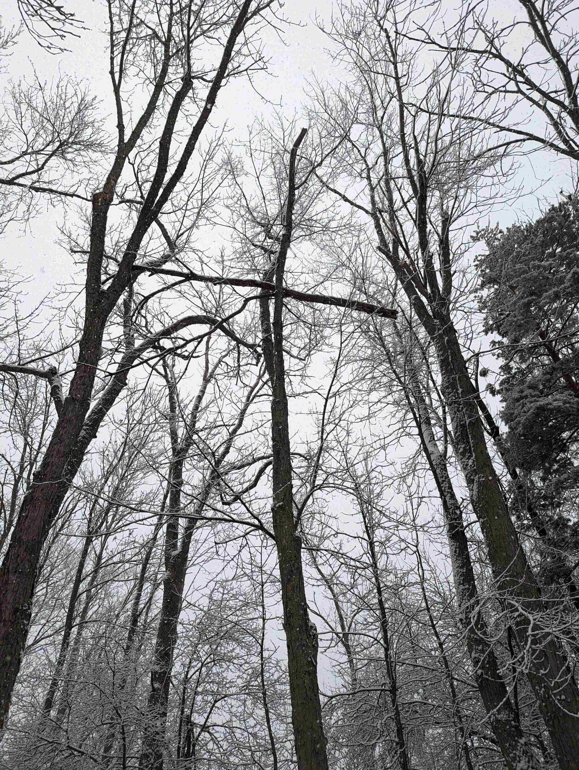 Deadwood Removal in St. Catharines, Niagara Falls & Welland