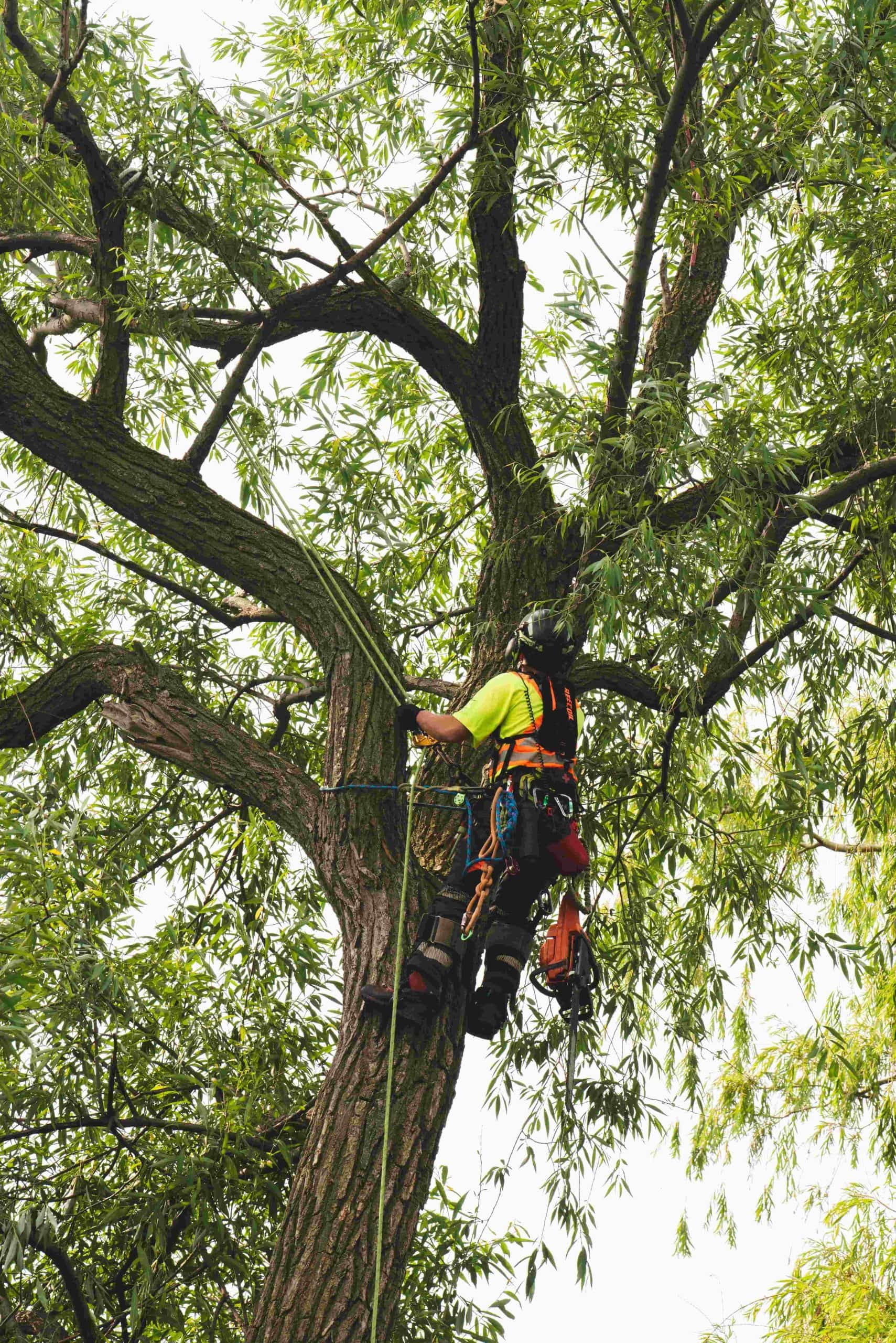 Tree Trimming and Tree Pruning Services in St. Catharines, Niagara Falls, & Welland