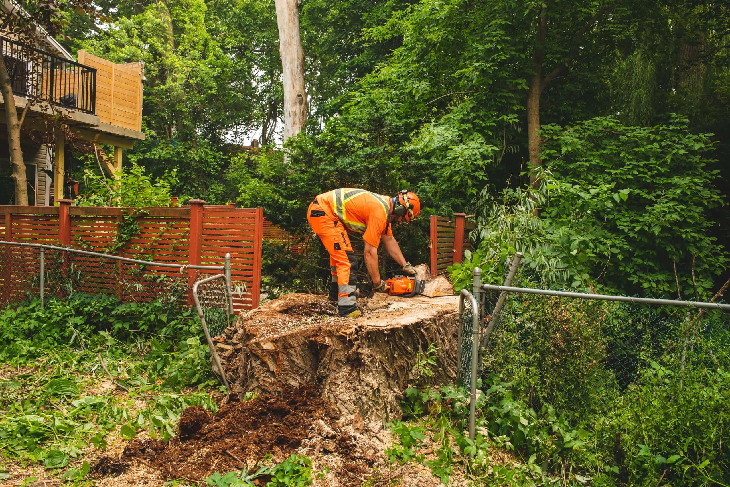 tree stump removal