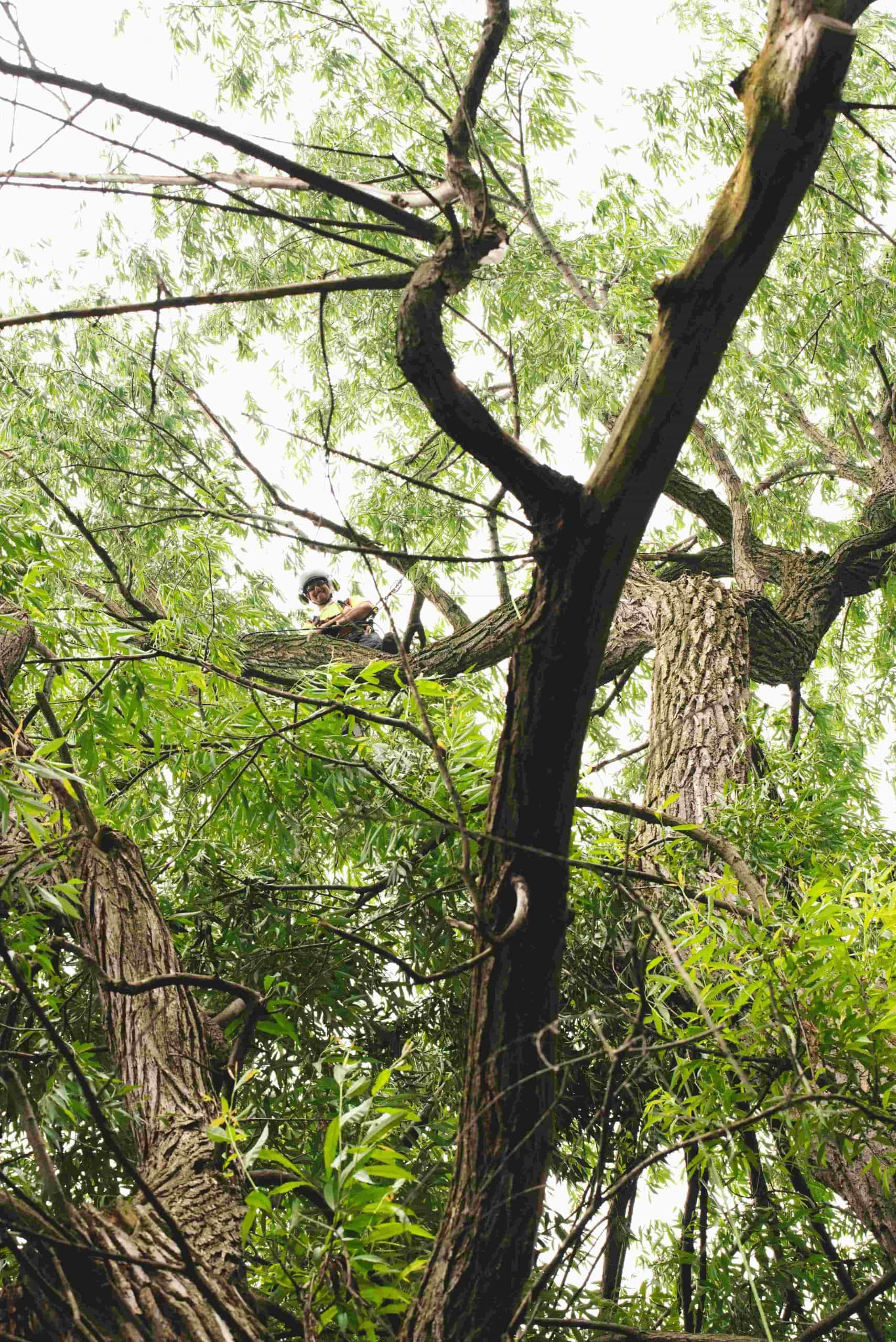 Our Tree Trimming & Pruning Process in St. Catharines, Niagara Falls & Welland 
