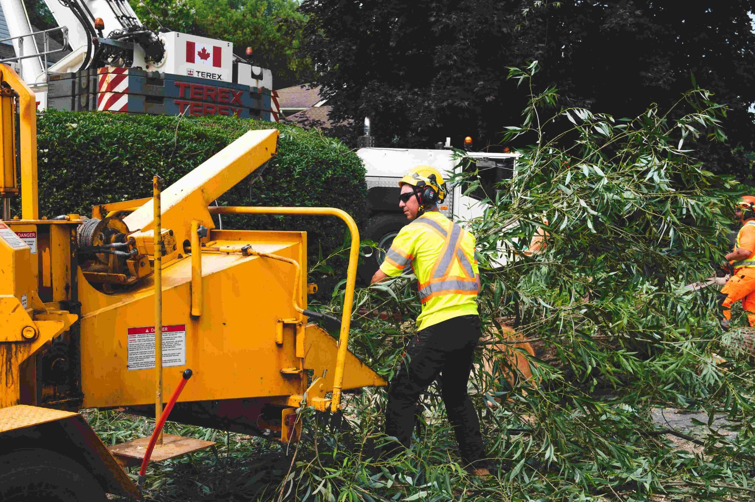Tree Pruning and Trimming in St. Catharines, Niagara Falls & Welland (2)