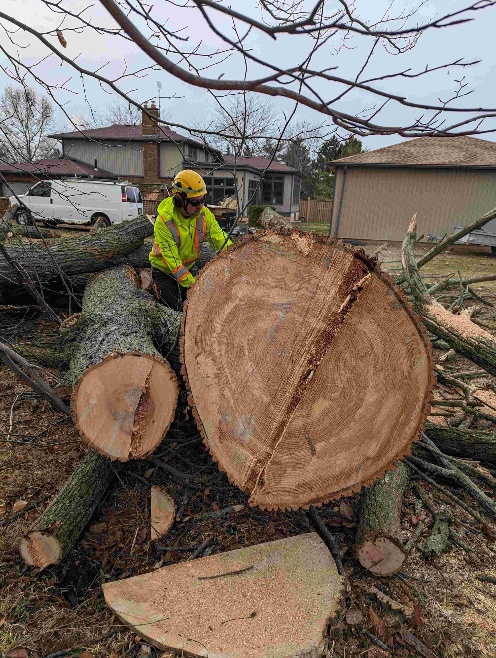 Professional Tree Removal - Tree Removal Services