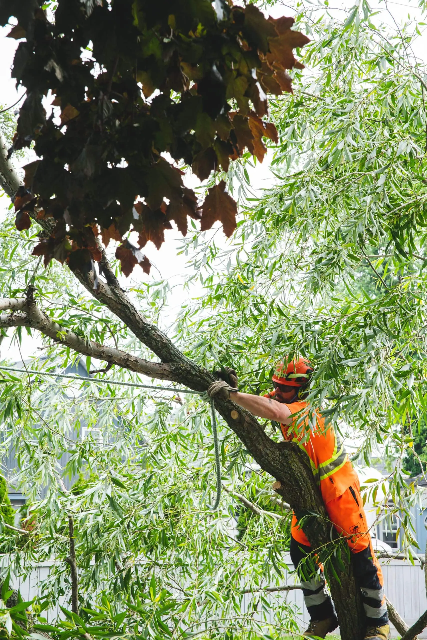 Tree Services in St. Catharines, Niagara Falls & Welland