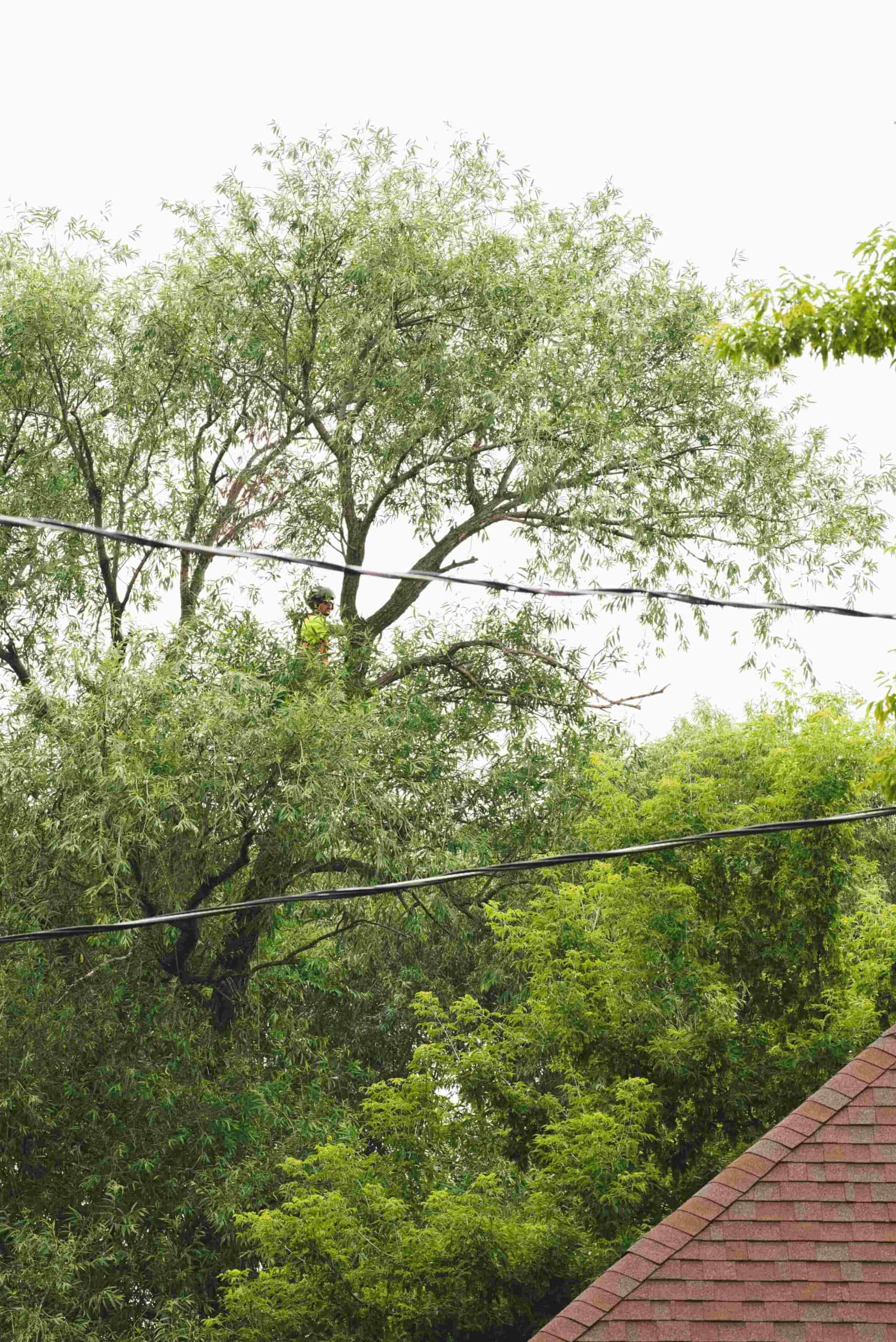 Vista Pruning in St. Catharines, Niagara Falls & Welland