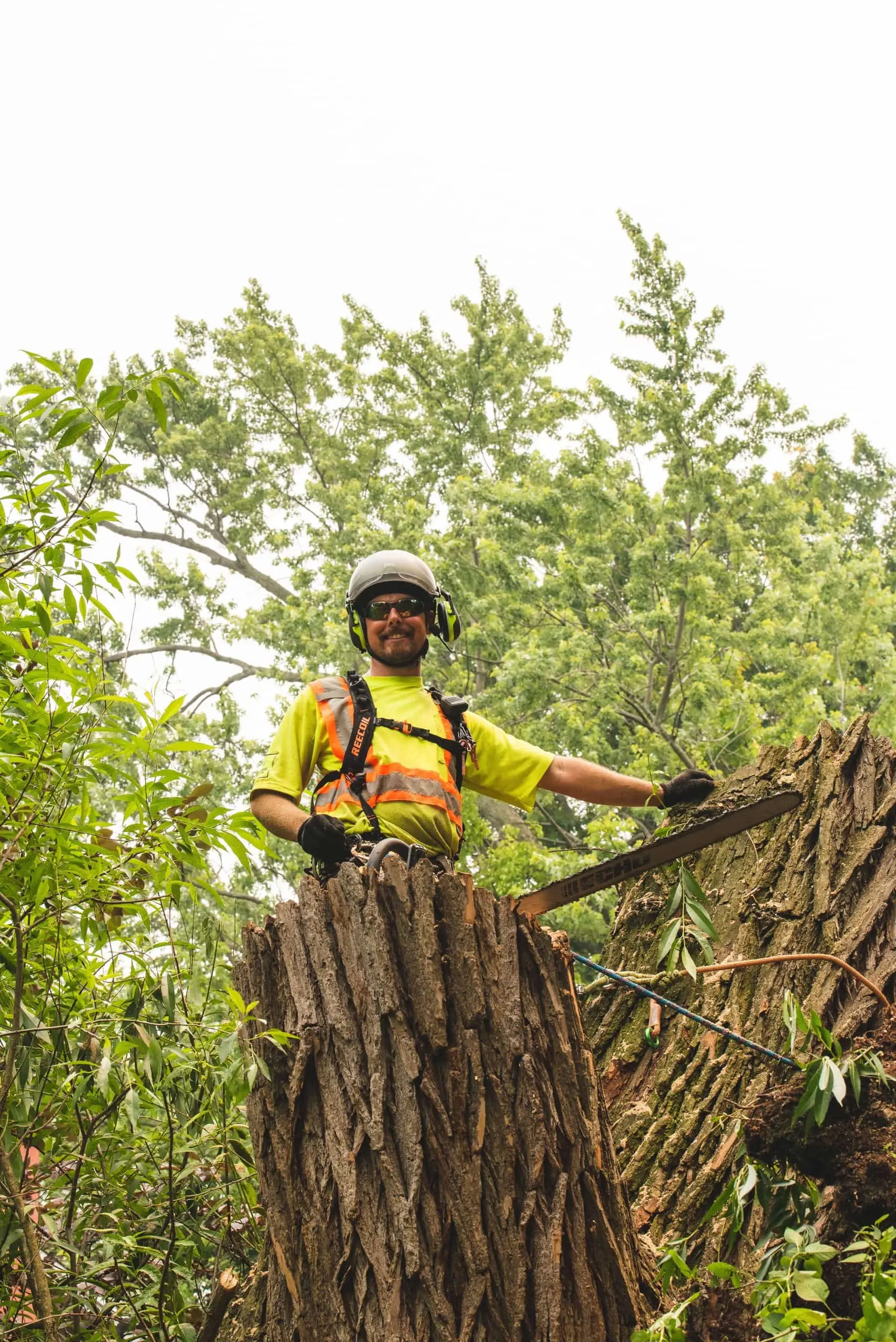 tree removal Niagara Falls