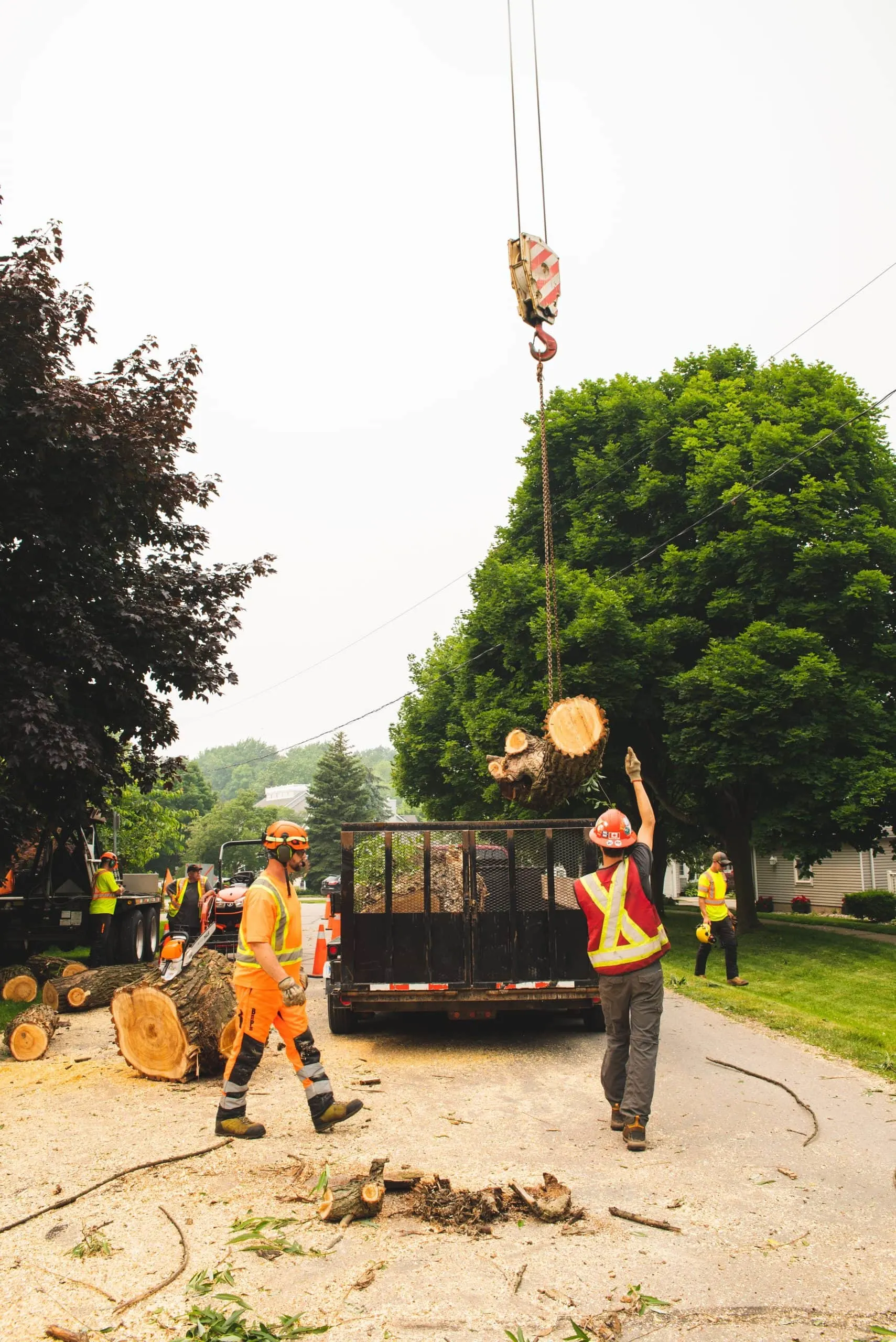 Why Choose Our Certified Arborist in St. Catharines, Niagara Falls, & Welland