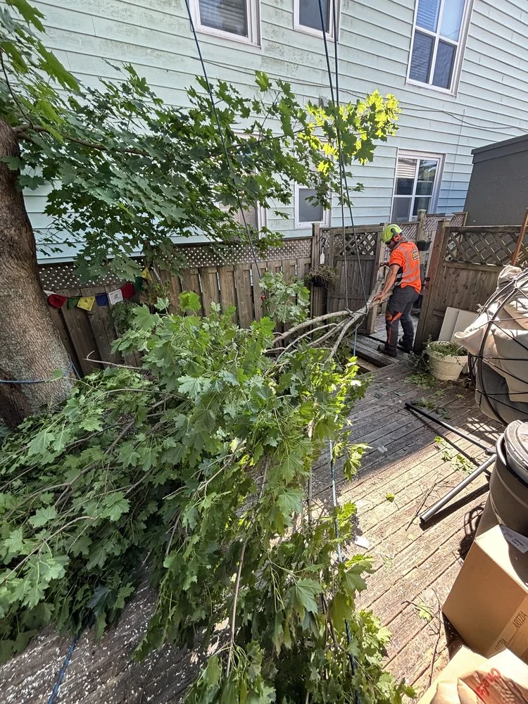 certified arborist doing hedge trimming in niagara falls