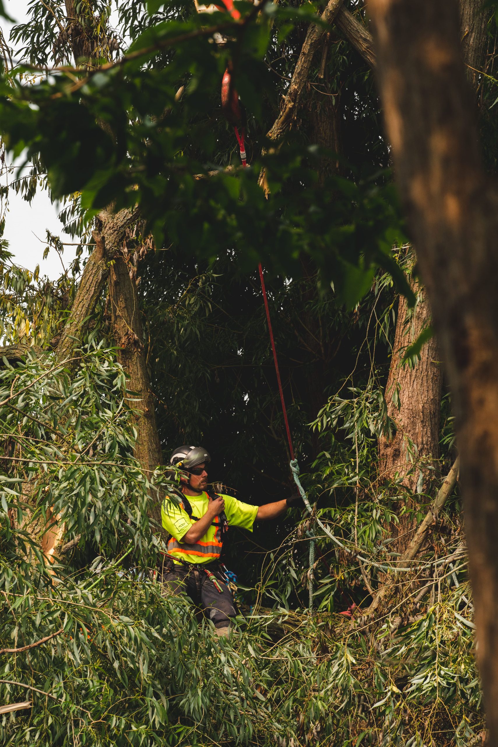 driftwood tree service expert doing tree inspection