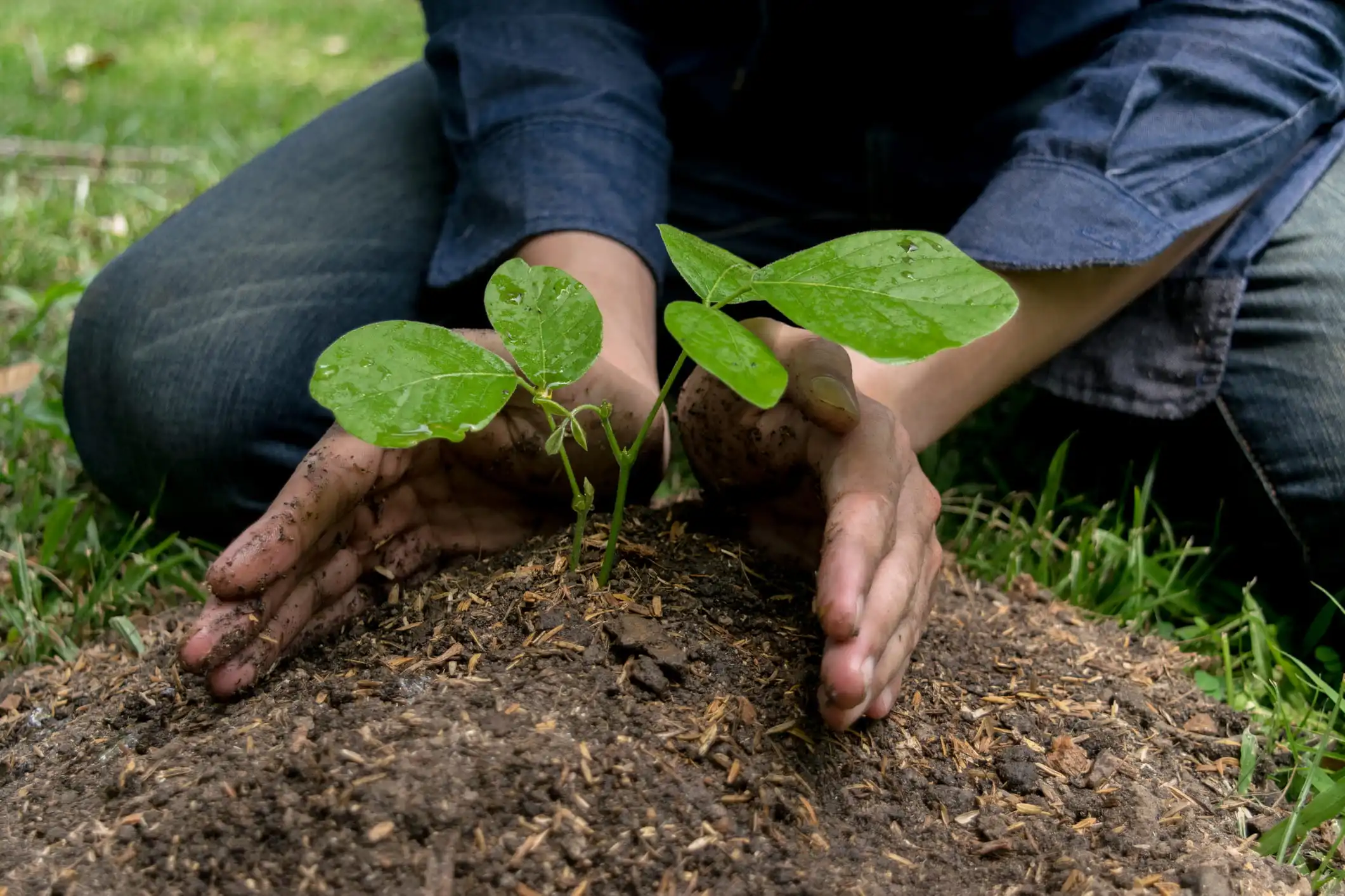 tree planting