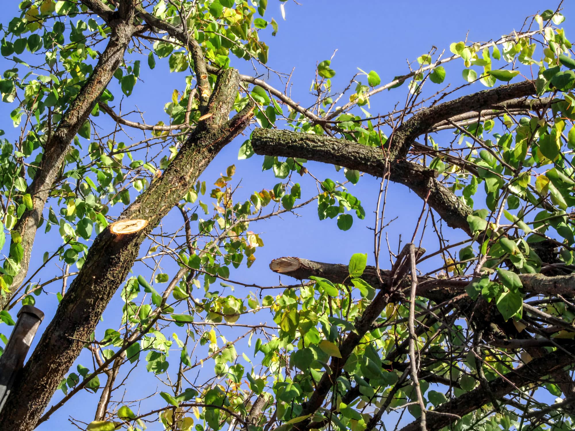 Crown and Canopy Thinning in St. Catharines, Niagara Falls & Welland