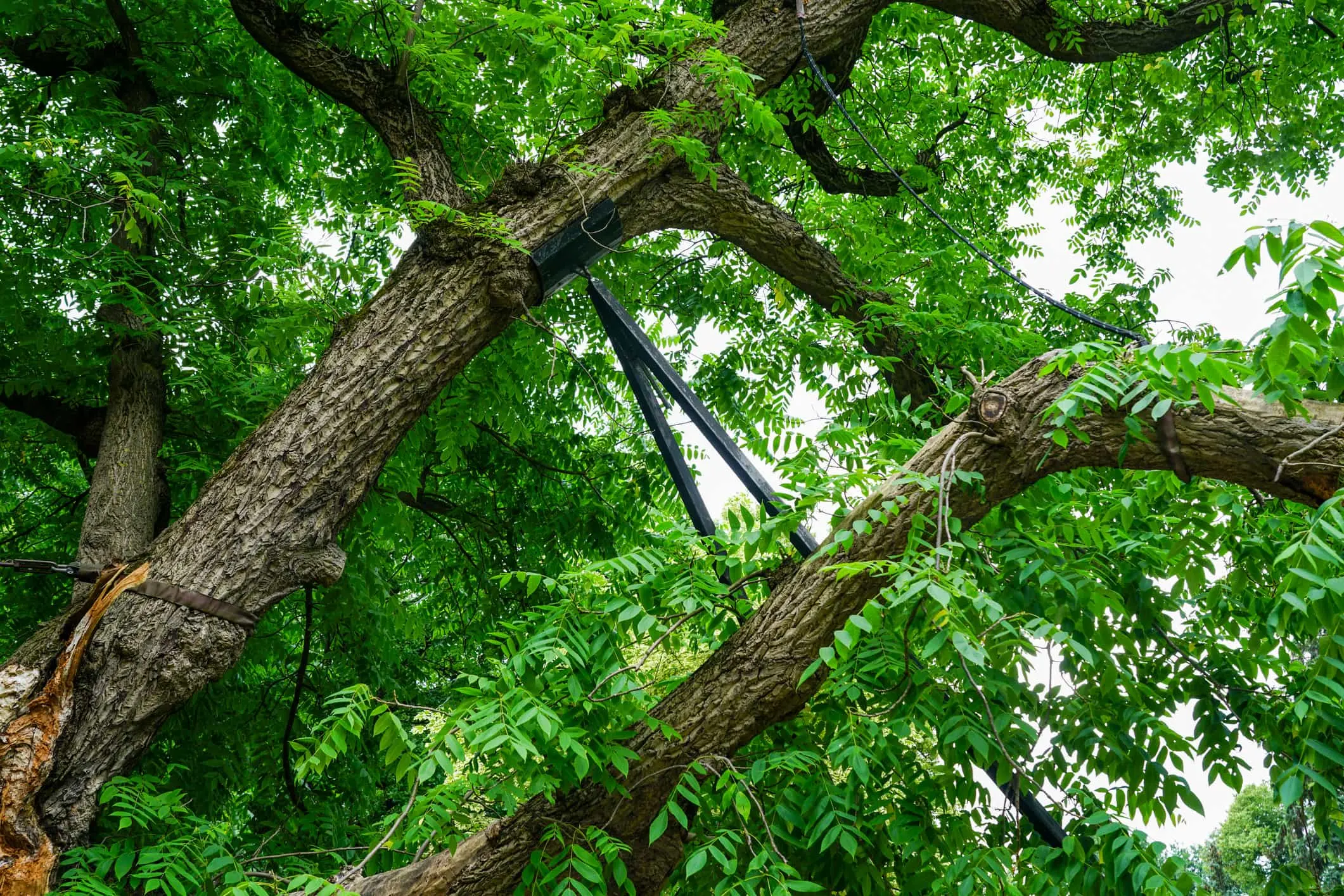 An arborist in full gear, strapped in and sawing a branch