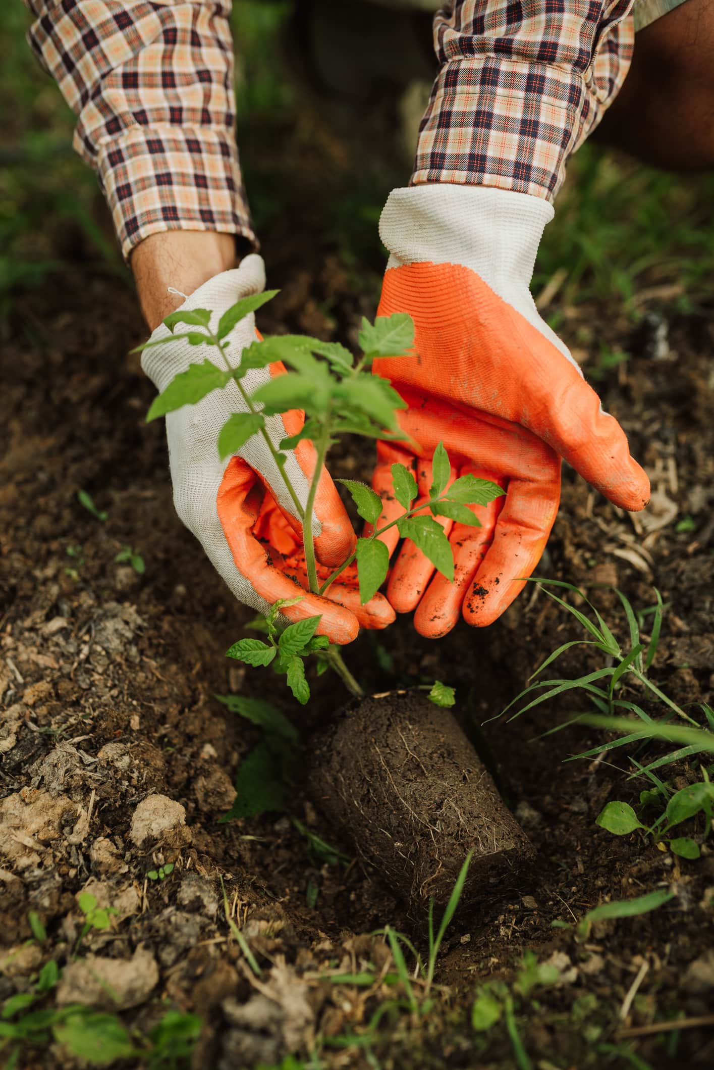 Farmer planting a young tomato plant in St. Catharines