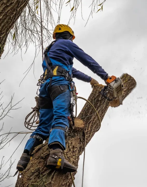 Tree Removal Fort Erie