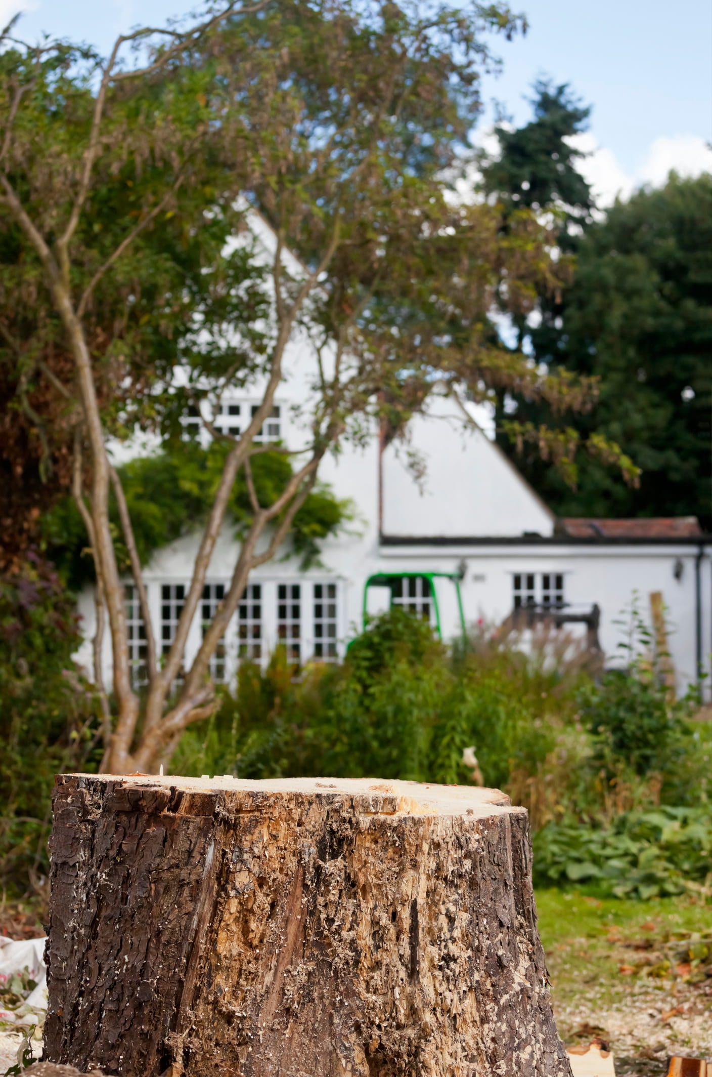 stump grinding in St. Catharines, Niagara Falls & Welland