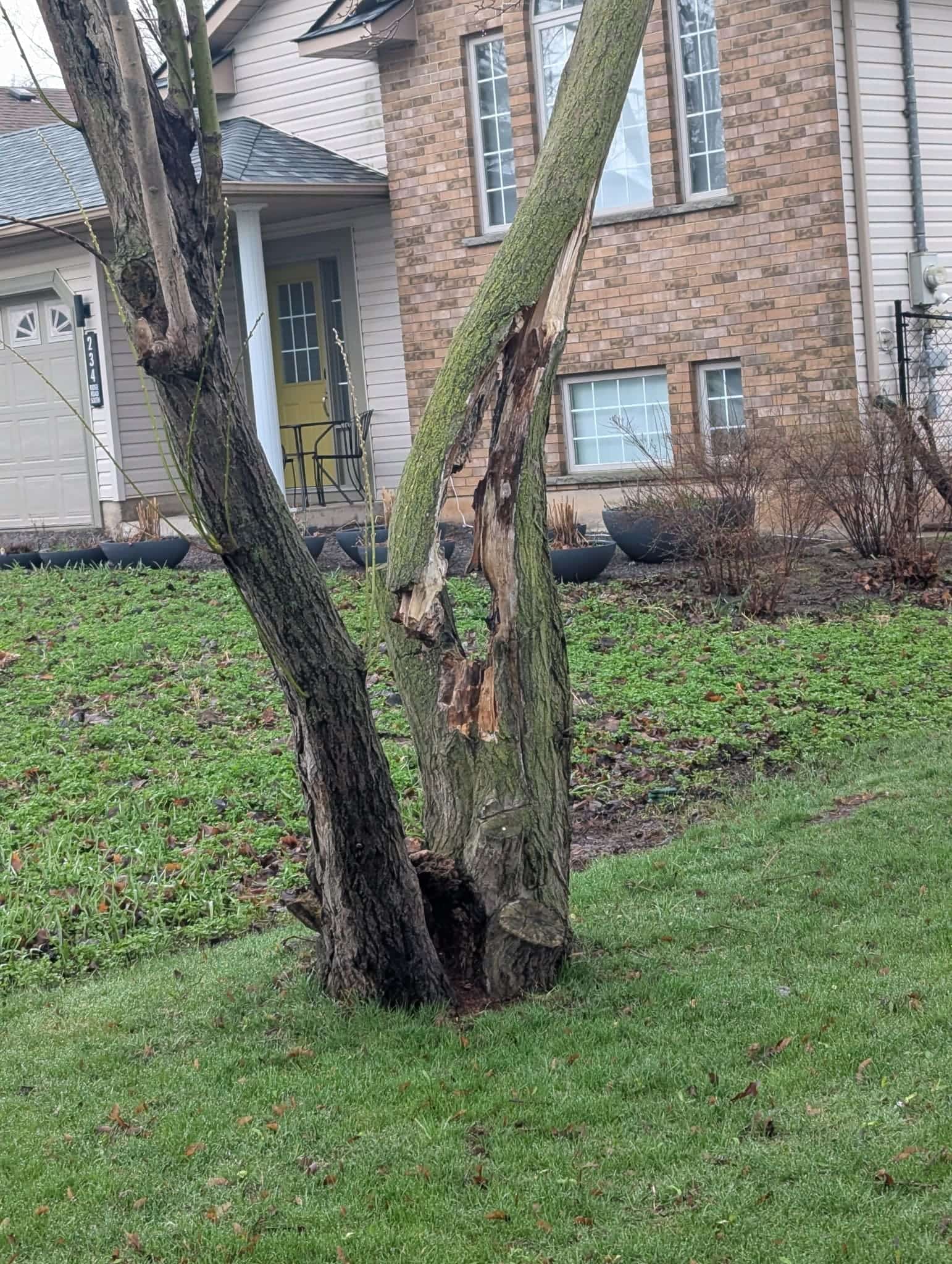 tree strom damage